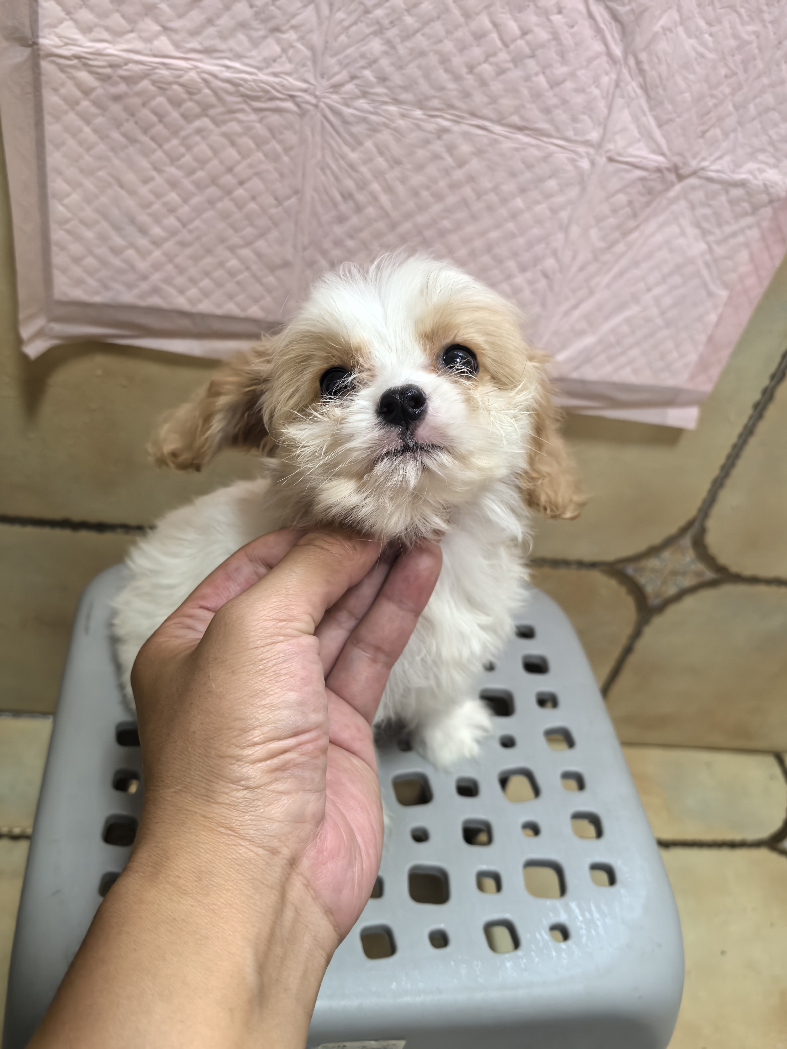 骑士熊